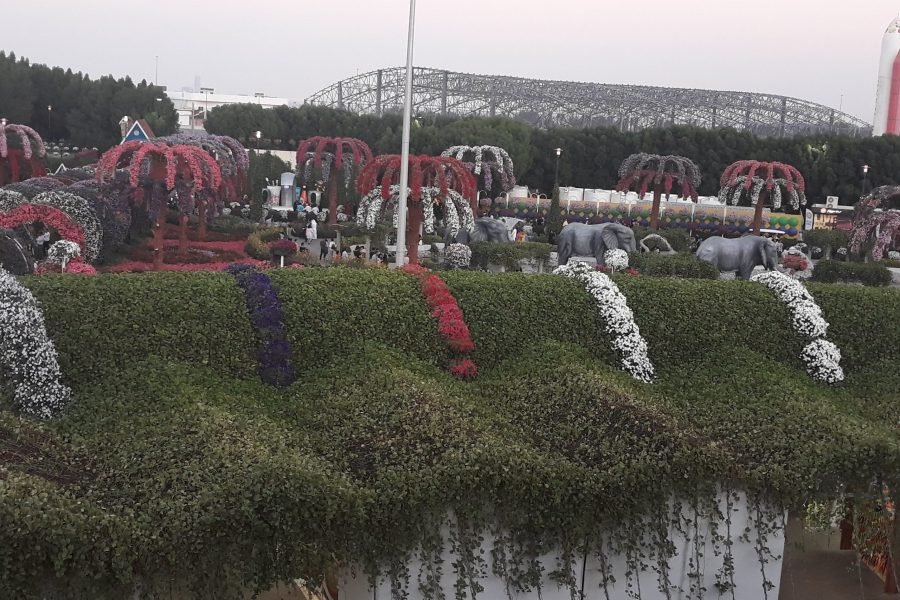 Miracle Garden in Dazzling Dubai